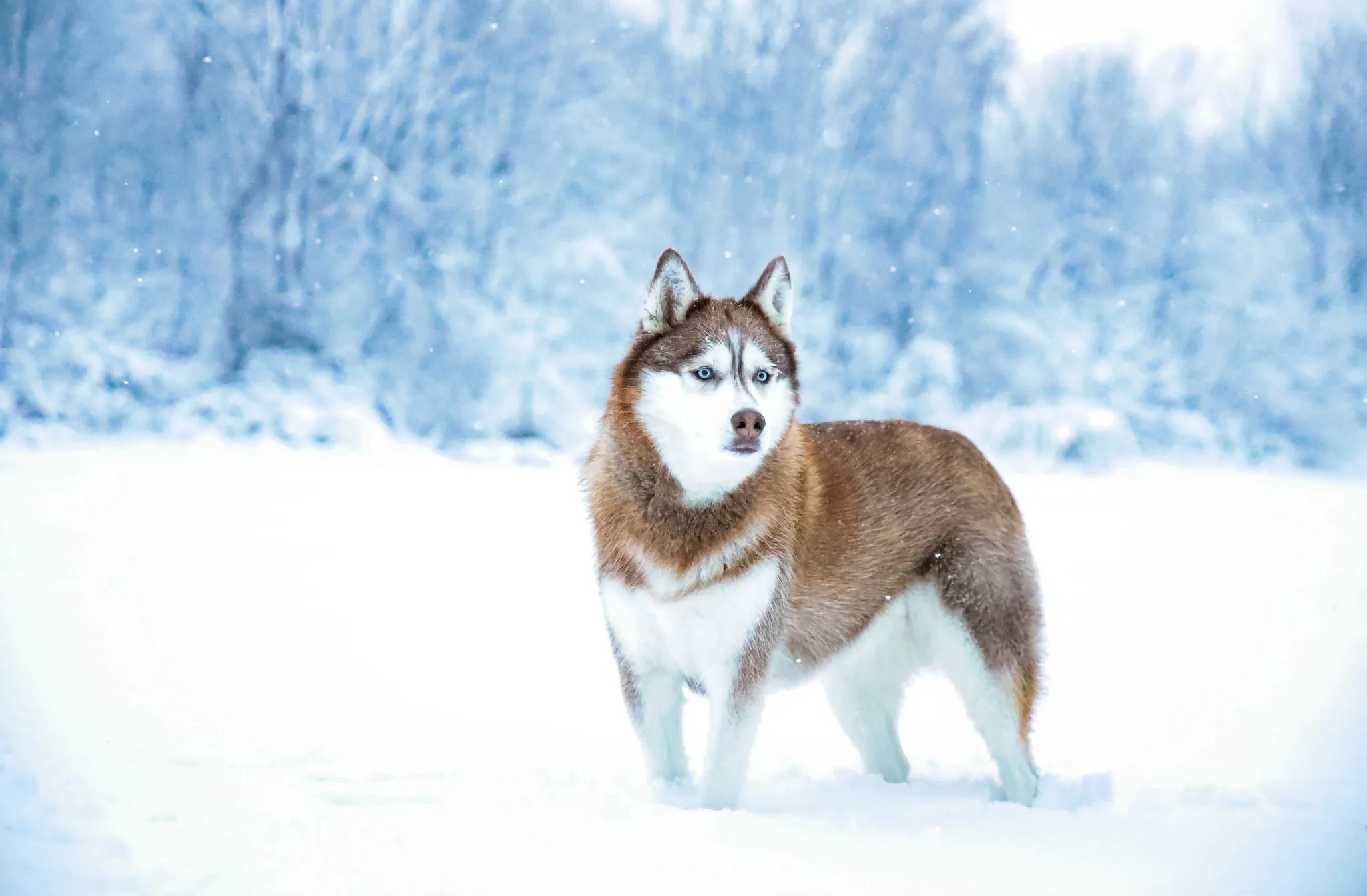 Husky Sibérien