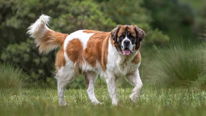Saint-Bernard