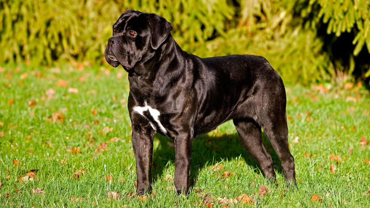 Cane Corso