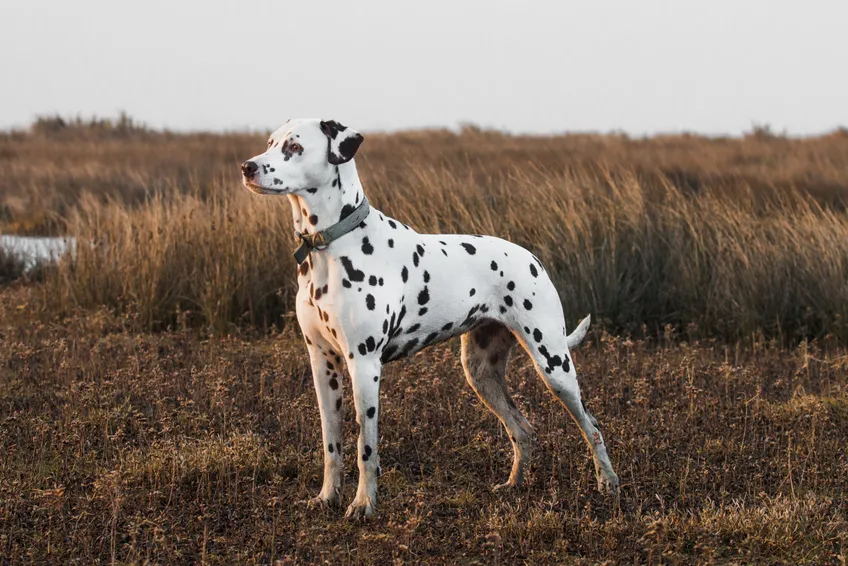 Dalmatien
